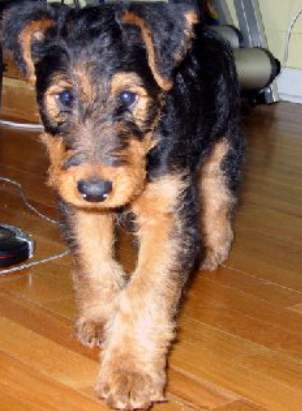 Dog Airedale Puppy.PNG
