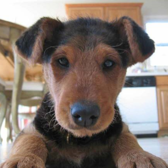 Image of Airedale Puppy in tan and black.PNG
