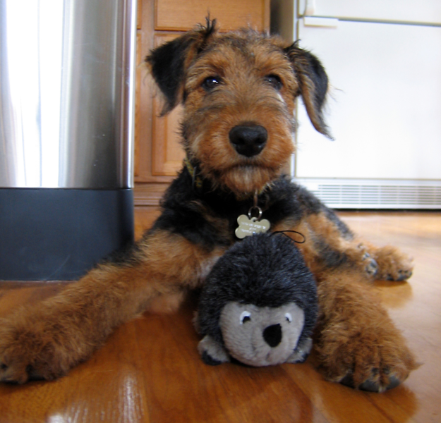 Images of Airedale puppy posting with its toy.PNG
