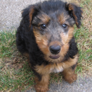Photos of Airedale puppy looking up straight to the camera.PNG
