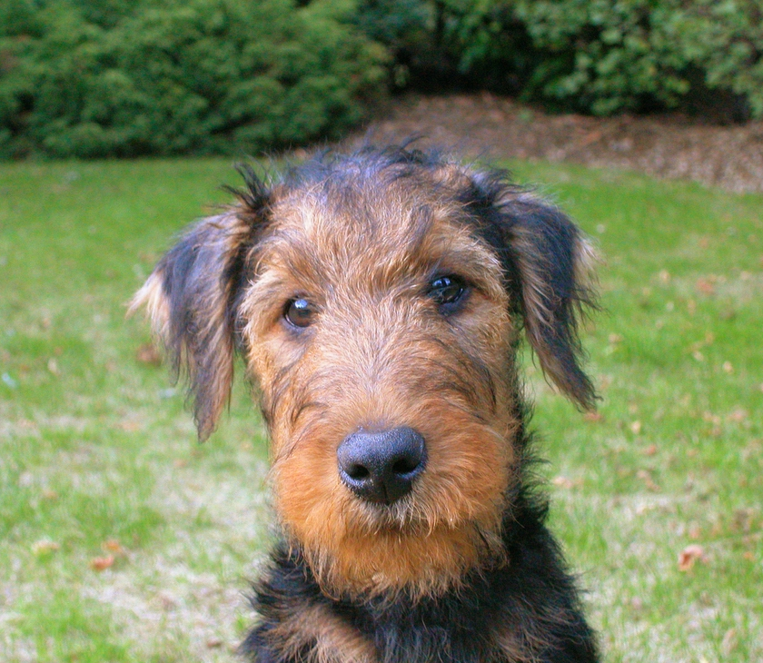 Picture of dog Airedale puppy posting.PNG
