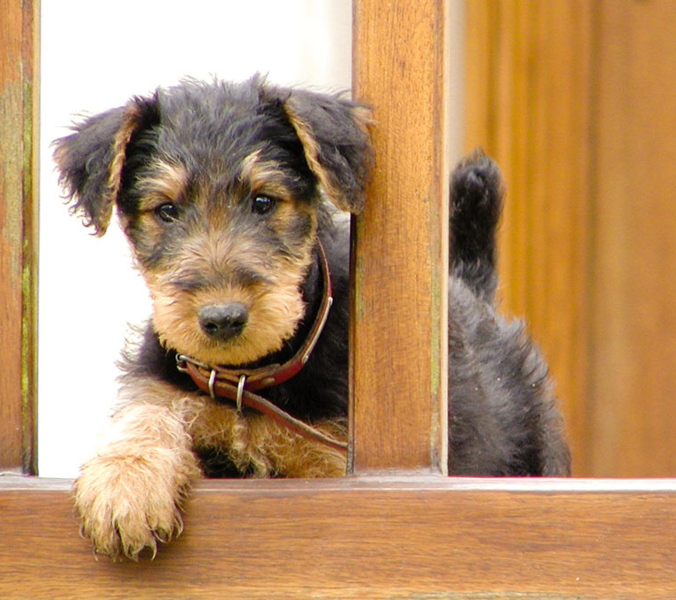 Pretty Airedale pup pictures.PNG
