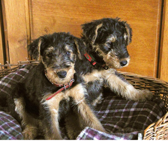 Two Airedale puppies in their bed.PNG
