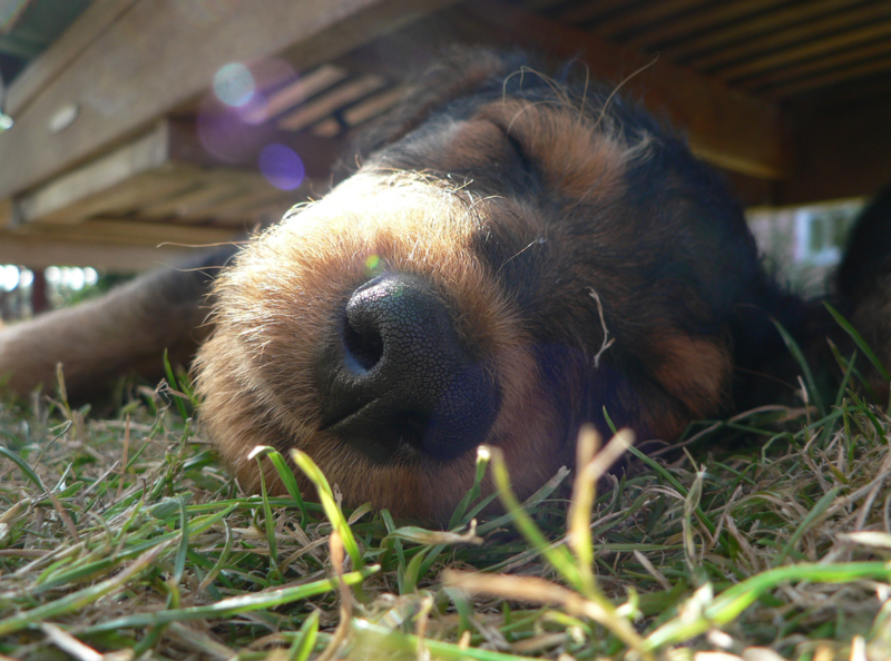 Very close up picture of Airedale puppy.PNG
