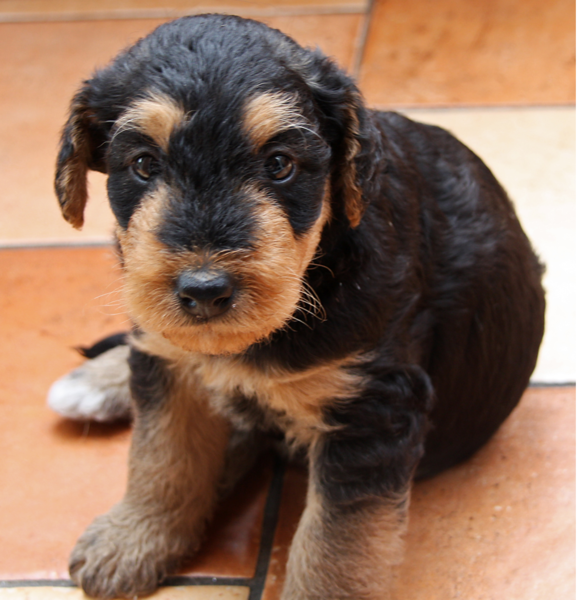 Very young Airedale puppy picture.PNG
