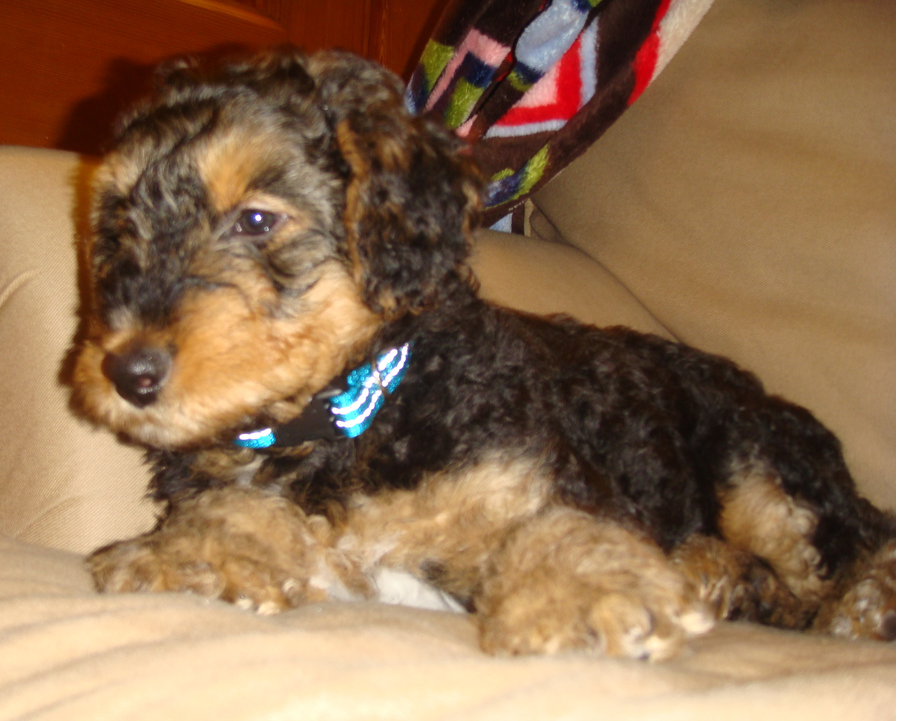 Young Airedale puppy photo.PNG
