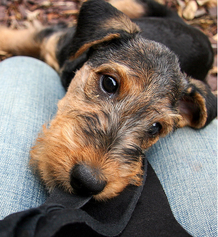 Adorable puppy photos of young Airedale dog.PNG
