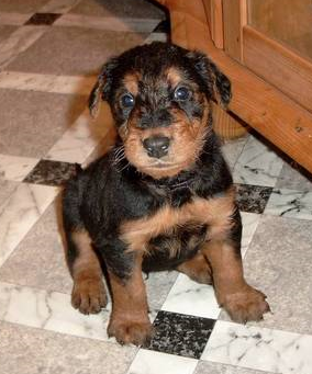 Airedale Puppy dog picture.PNG
