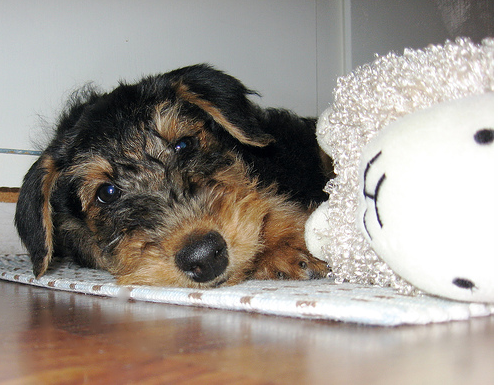 Airedale puppy laying next to its toy.PNG
