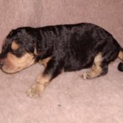 Airedale puppy picture.PNG
