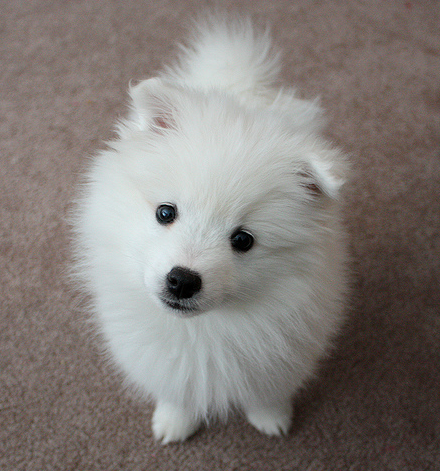 Adorable American Eskimo puppy looking straight to the camera with a very cute face expression.PNG
