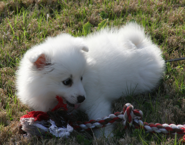 American Eskimo pup playing with its toy on the grass in the sun.PNG
