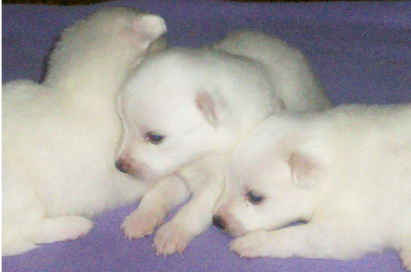 American Eskimo Puppies picture.PNG
