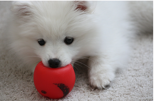 American Eskimo puppy bitting on it bright red dog toy.PNG
