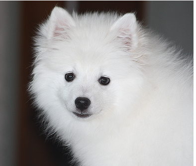 American Eskimo puppy face picture.PNG
