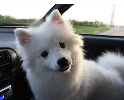 American Eskimo puppy in the front seat in the car.PNG

