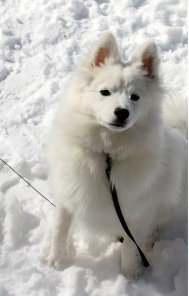 American Eskimo puppy looking up to the camera.PNG
