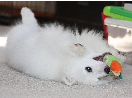 American Eskimo puppy on its back bitting on the colorful dog toy.PNG

