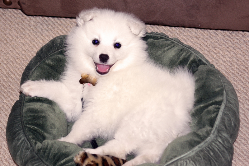 American Eskimo puppy on its green dog bed photo.PNG
