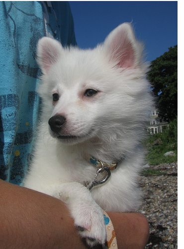American Eskimo puppy photos.PNG
