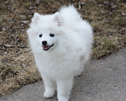 American Eskimo puppy pictures.PNG
