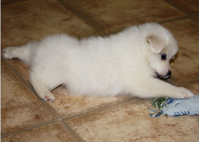 American Eskimo puppy playing with its toy looking so cute.PNG
