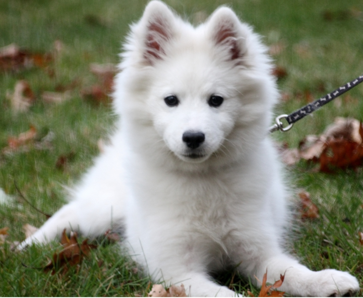 American Eskimo puppy posting to the camera.PNG
