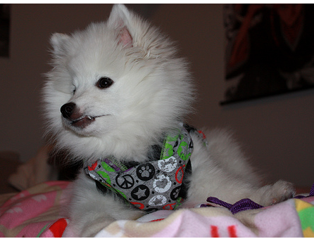 American Eskimo puppy with colorful scave.PNG
