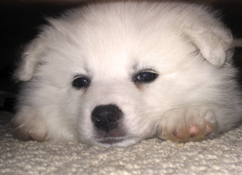 American Eskimo puppy with its sleepy face expression.PNG
