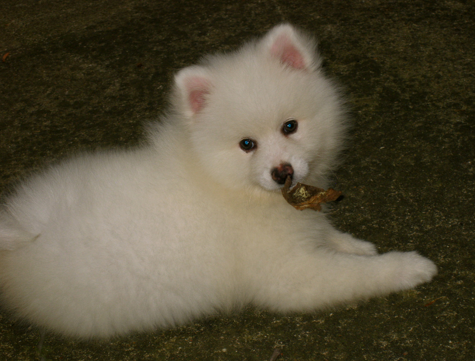Beautiful dog picture of a American Eskimo pup.PNG
