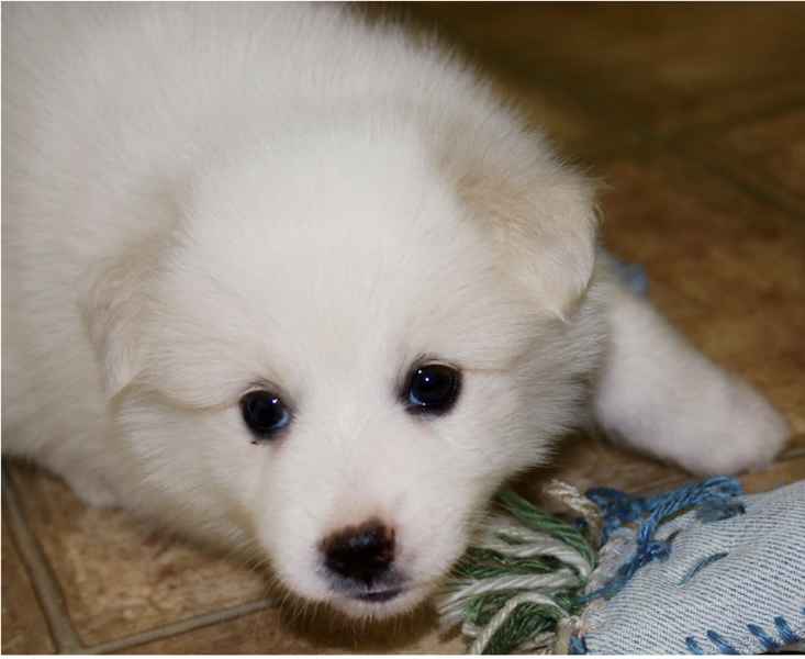 Beautiful dog picture of a American Eskimo puppy.PNG
