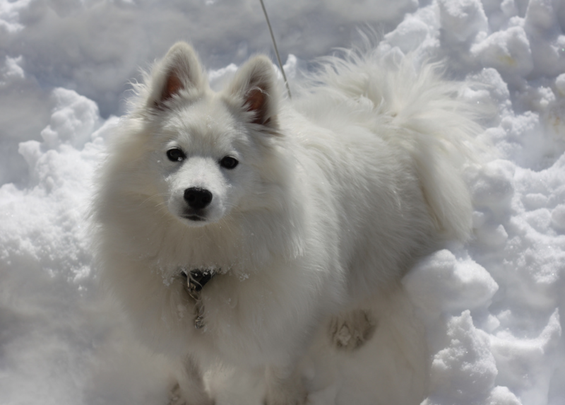 Big American Eskimo puppy in snow looking up to the camera.PNG

