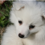 Close up picture of American Eskimo puppy in white.PNG
