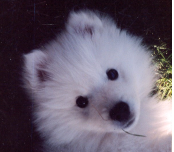 Cute puppy face picture of American Eskimo dog in white.PNG
