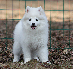 Image of American Eskimo pup in white.PNG

