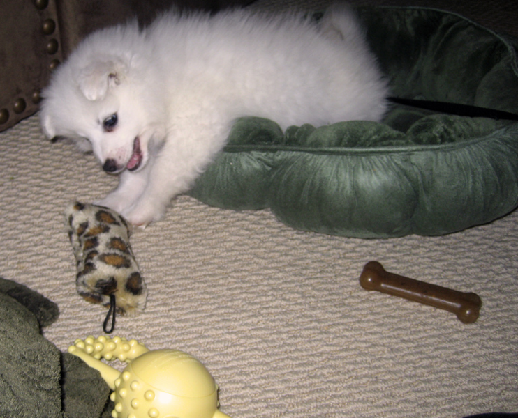 Photo of American Eskimo puppy playing with its dog toys.PNG
