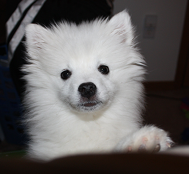 Picture of American Eskimo puppy.PNG
