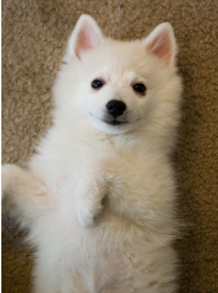 Pretty American Eskimo puppy on its back looks at the camera looking so cute.PNG
