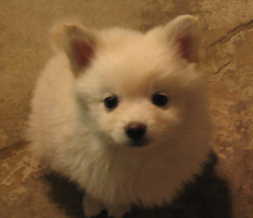 Small American Eskimo puppy looking up the camera.PNG
