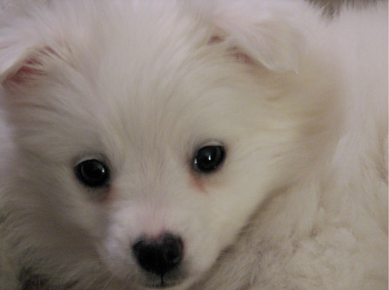 Very close up picture of puppy face with American Eskimo dog puppy.PNG
