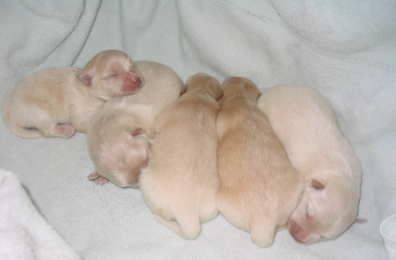 Very young American Eskimos Puppies in deep sleep.PNG

