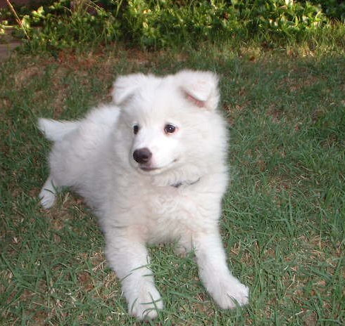 White American Eskimo pup.PNG
