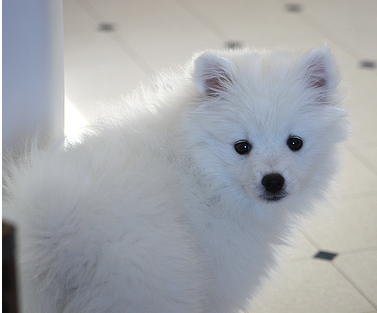 White American Eskimo puppy pix.PNG
