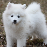 White American Eskimo puppy playing in dirt.PNG
