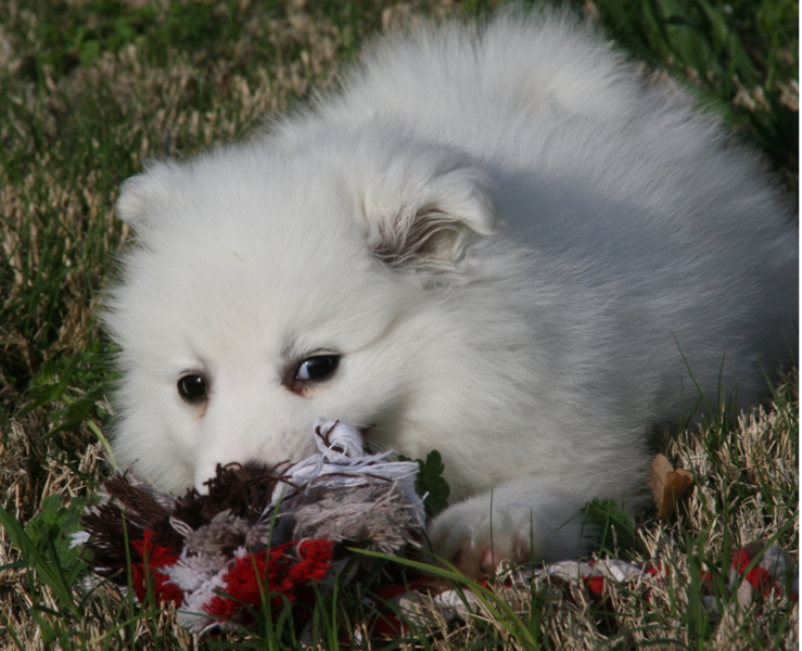 White American Eskimo puppy playing with its dog toy on the grass.PNG
