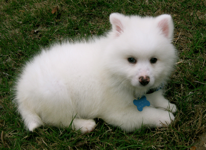 White fury American Eskimo puppy pictures.PNG
