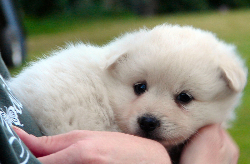 Young American Eskimo puppy photos.PNG
