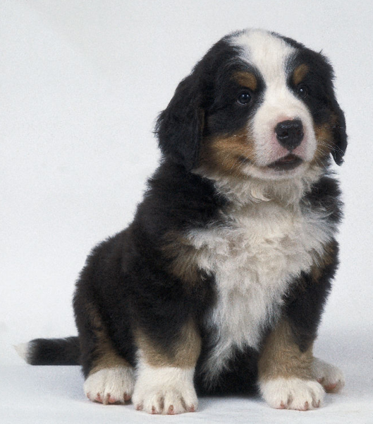 Bernese Mountain Puppy posting picture.PNG
