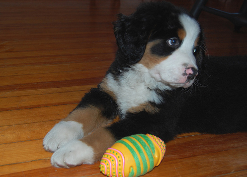 Bernese Mountain Puppy on the wood floor with bright color dog toy.PNG
