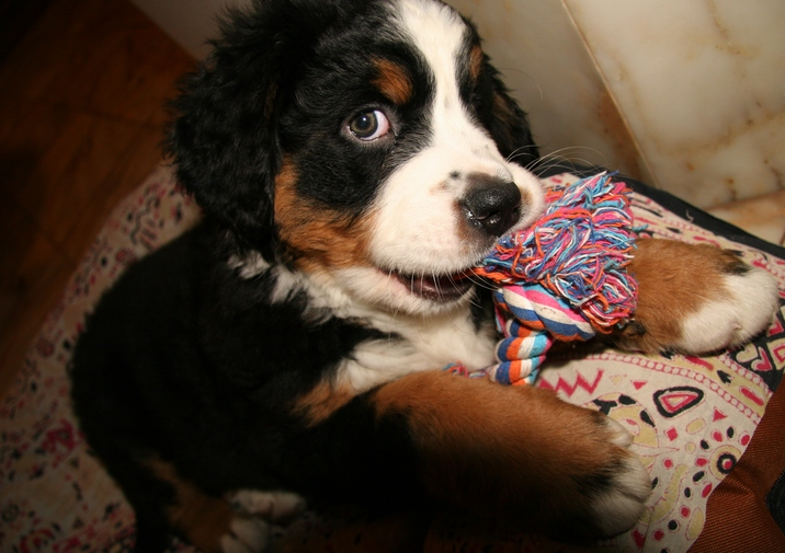Bernese Mountain Puppy playing with its colorful dog toy.PNG
